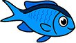 blå chromis